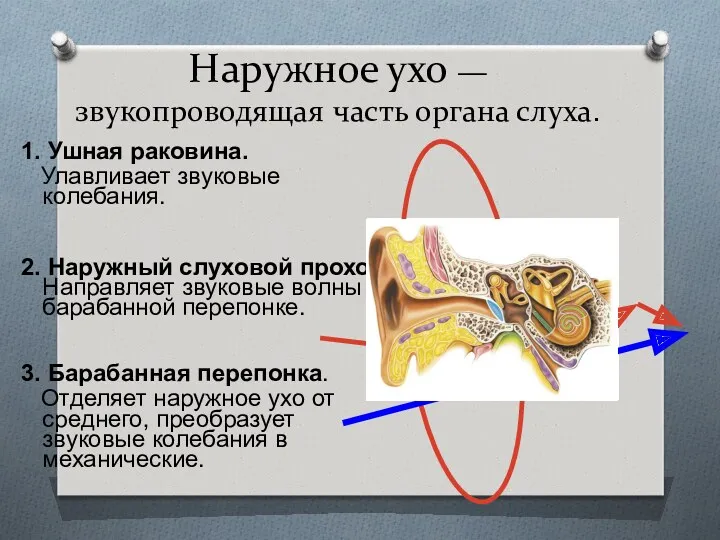 Наружное ухо — звукопроводящая часть органа слуха. 1. Ушная раковина.