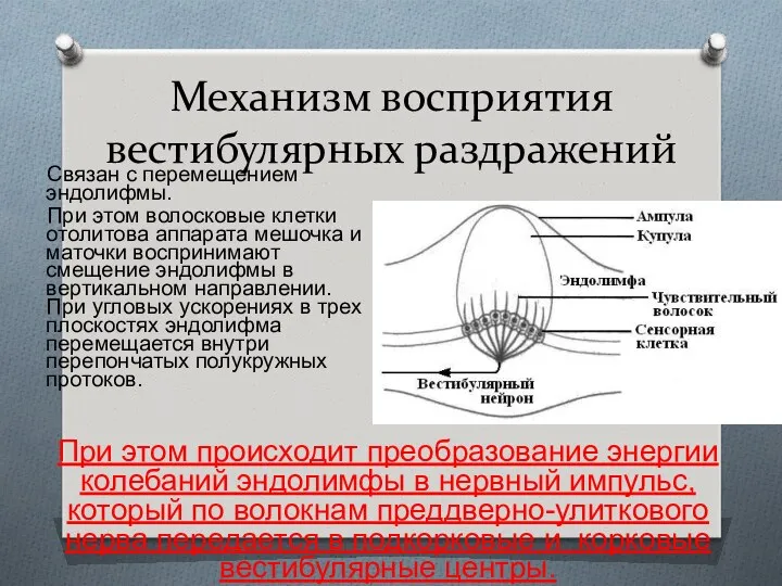 Механизм восприятия вестибулярных раздражений Связан с перемещением эндолифмы. При этом