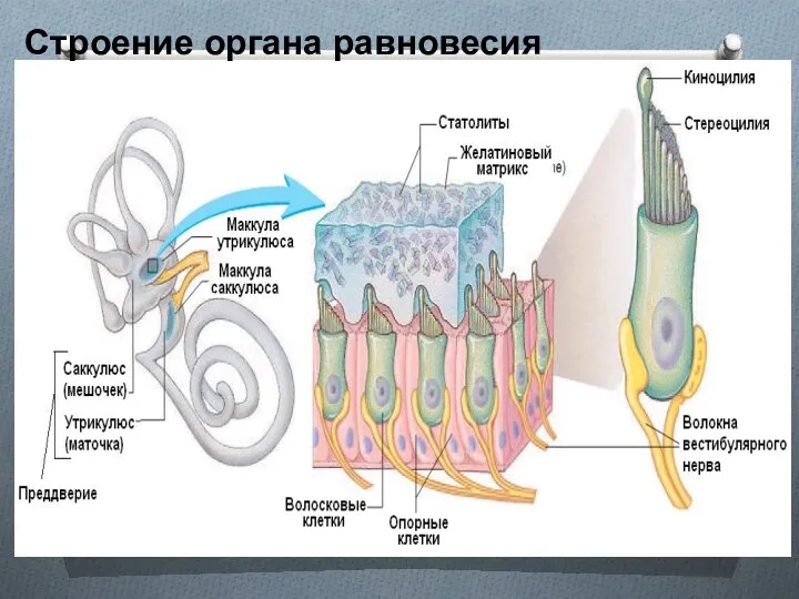 Строение органа равновесия