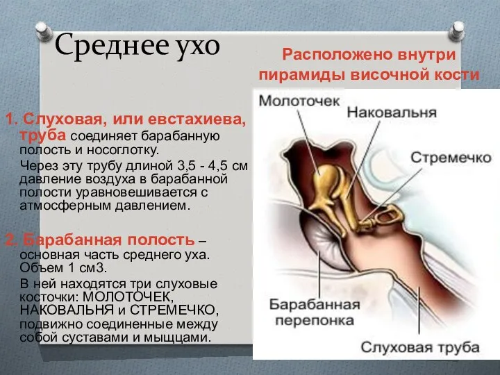 Среднее ухо 1. Слуховая, или евстахиева, труба соединяет барабанную полость