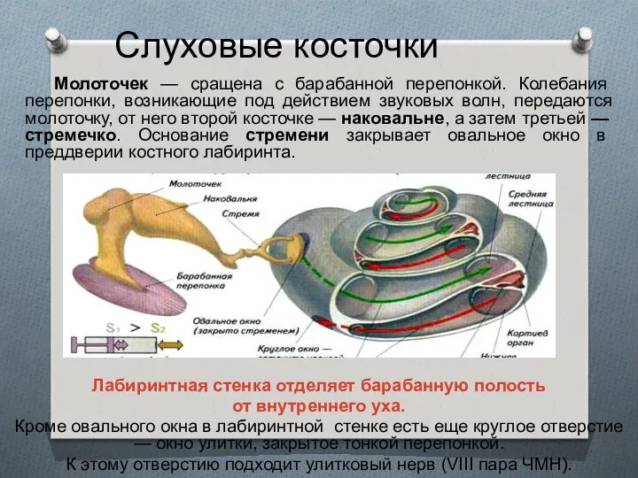 Слуховые косточки Молоточек — сращена с барабанной перепонкой. Колебания перепонки,