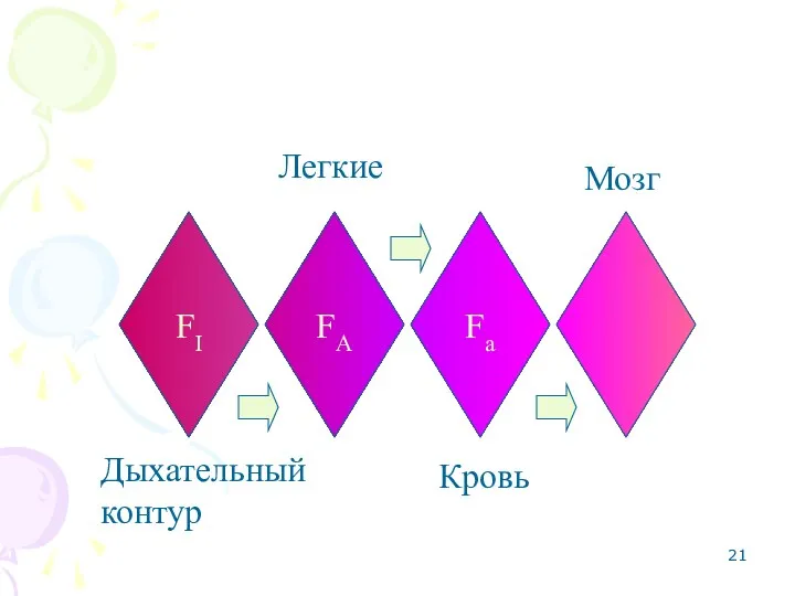 FI FA Fa Дыхательный контур Легкие Кровь Мозг