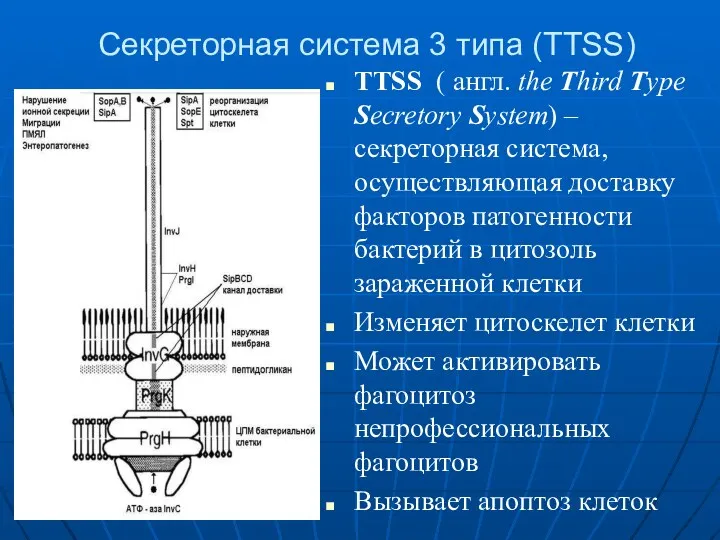 Секреторная система 3 типа (TTSS) TTSS ( англ. the Third