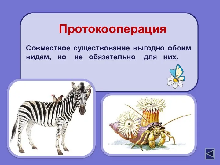 Совместное существование выгодно обоим видам, но не обязательно для них. Протокооперация