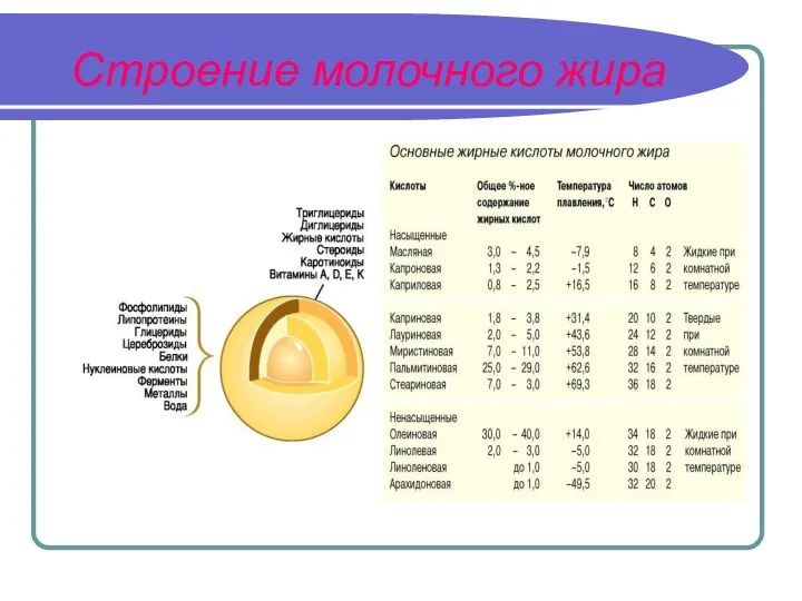 Строение молочного жира