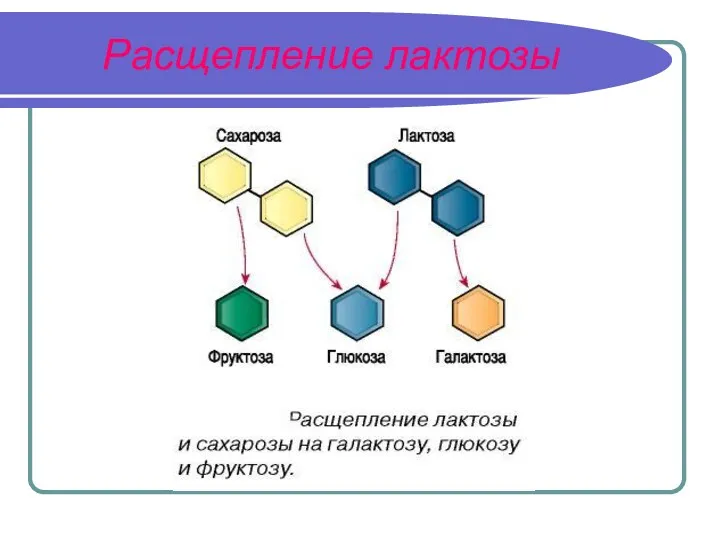 Расщепление лактозы