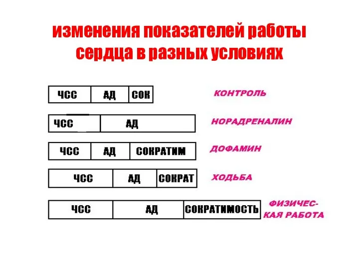 изменения показателей работы сердца в разных условиях