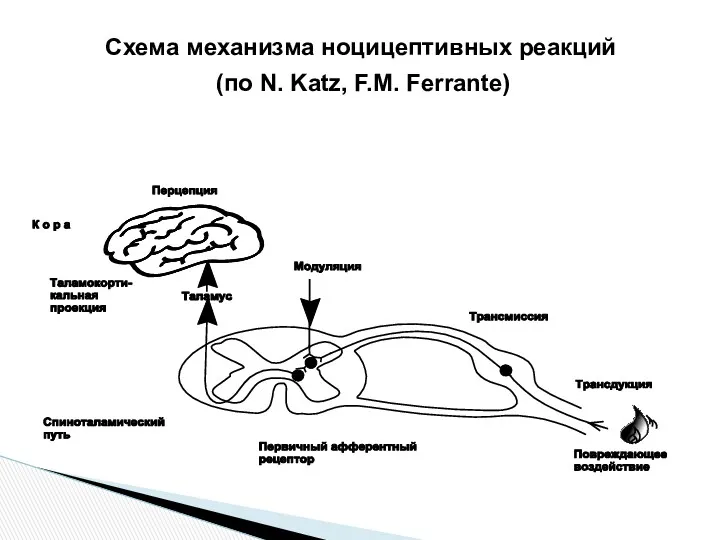 Схема механизма ноцицептивных реакций (по N. Katz, F.M. Ferrante)