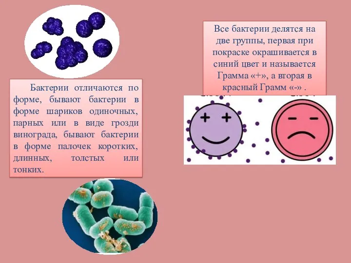 Бактерии отличаются по форме, бывают бактерии в форме шариков одиночных, парных или в