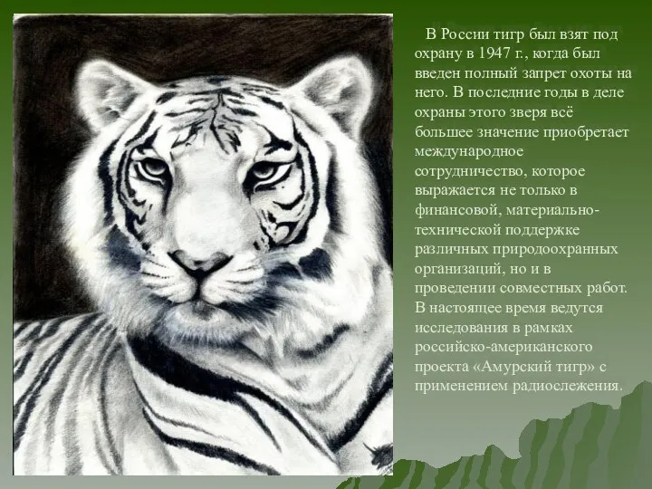В России тигр был взят под охрану в 1947 г., когда был введен