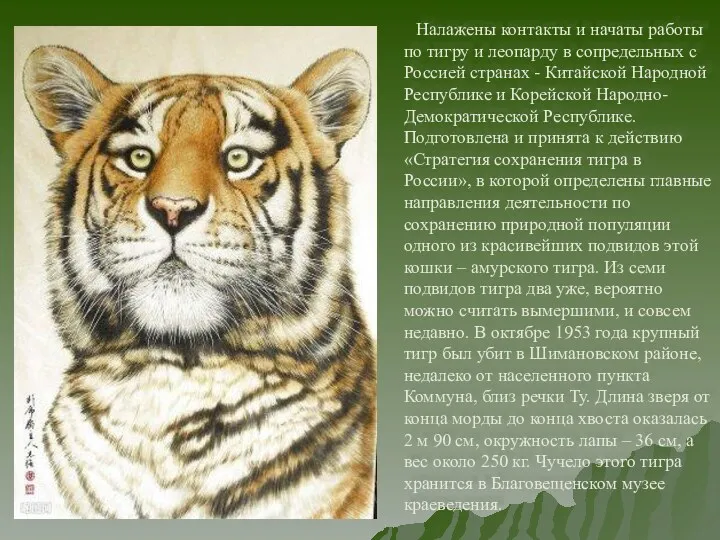 Налажены контакты и начаты работы по тигру и леопарду в сопредельных с Россией