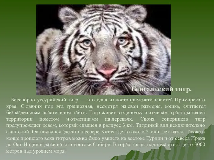 Бенгальский тигр. Бесспорно уссурийский тигр — это одна из достопримечательностей Приморского края. С