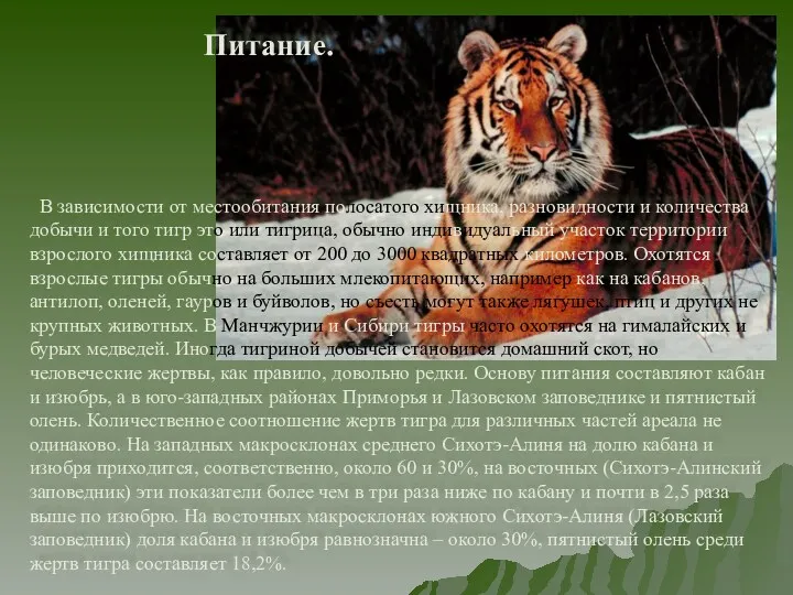 В зависимости от местообитания полосатого хищника, разновидности и количества добычи и того тигр