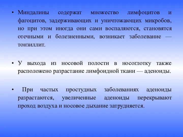 Миндалины содержат множество лимфоцитов и фагоцитов, задерживающих и уничтожающих микробов,