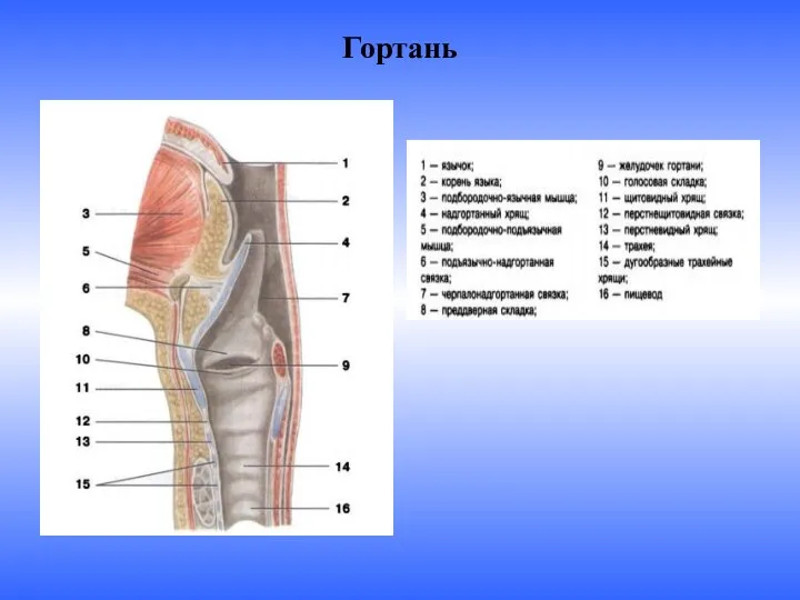 Гортань