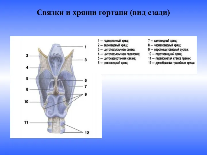 Связки и хрящи гортани (вид сзади)