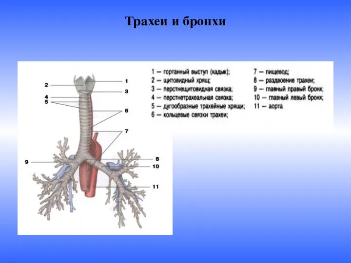 Трахеи и бронхи