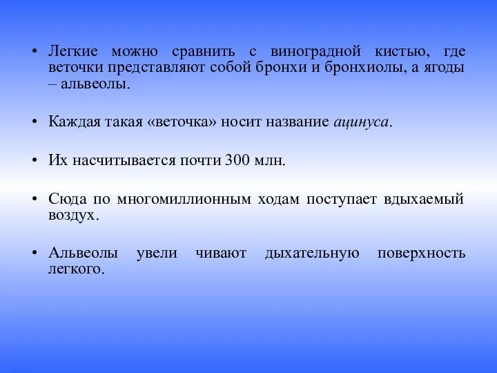 Легкие можно сравнить с виноградной кистью, где веточки представляют собой