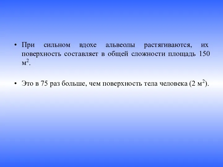 При сильном вдохе альвеолы растягиваются, их поверхность составляет в общей