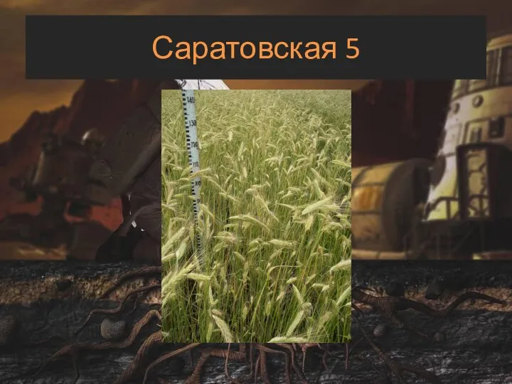 Саратовская 5