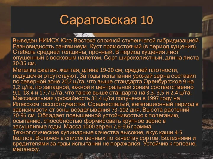 Саратовская 10 Выведен НИИСХ Юго-Востока сложной ступенчатой гибридизацией. Разновидность сангвинеум.