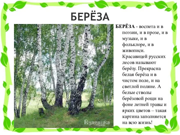 БЕРЁЗА БЕРЁЗА - воспета и в поэзии, и в прозе,