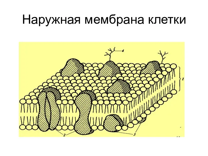 Наружная мембрана клетки