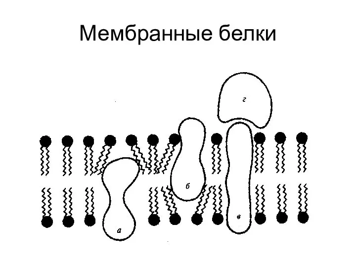 Мембранные белки