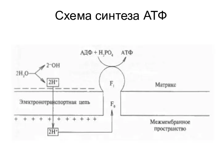 Схема синтеза АТФ