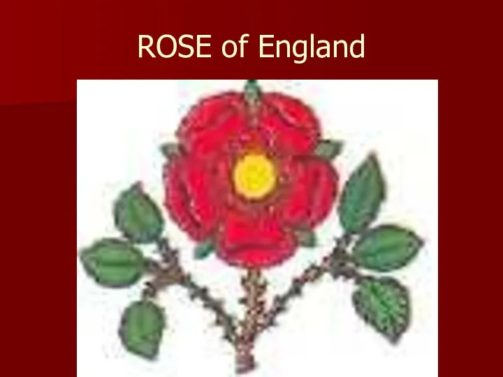 ROSE of England