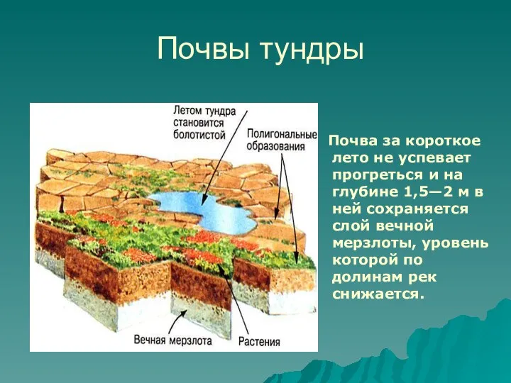 Почвы тундры Почва за короткое лето не успевает прогреться и