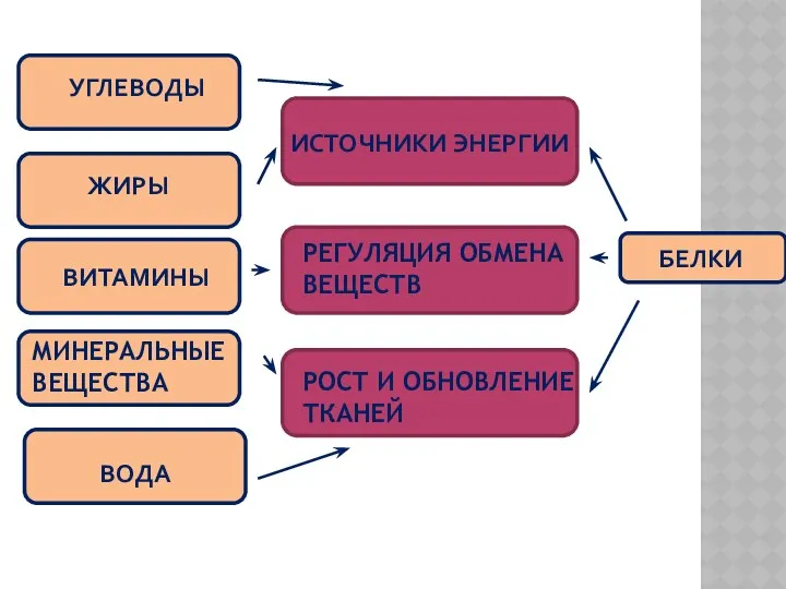 УГЛЕВОДЫ ЖИРЫ ВИТАМИНЫ МИНЕРАЛЬНЫЕ ВЕЩЕСТВА ВОДА ИСТОЧНИКИ ЭНЕРГИИ РЕГУЛЯЦИЯ ОБМЕНА ВЕЩЕСТВ РОСТ И ОБНОВЛЕНИЕ ТКАНЕЙ БЕЛКИ