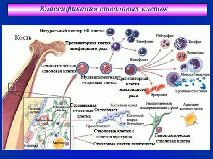Классификация стволовых клеток