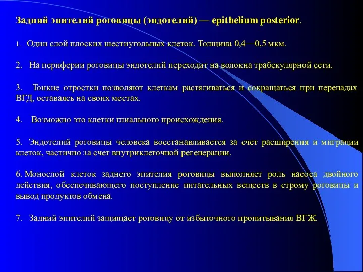 Задний эпителий роговицы (эндотелий) — epithelium posterior. 1. Один слой