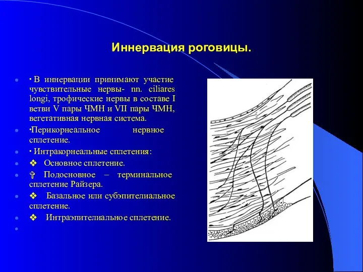 Иннервация роговицы. ∙ В иннервации принимают участие чувствительные нервы- nn.