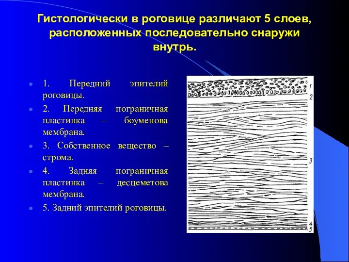 Гистологически в роговице различают 5 слоев, расположенных последовательно снаружи внутрь.