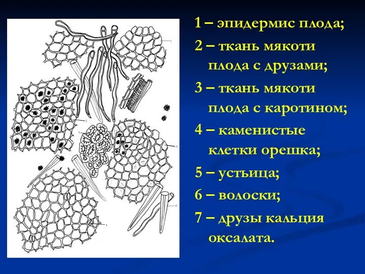 1 – эпидермис плода; 2 – ткань мякоти плода с