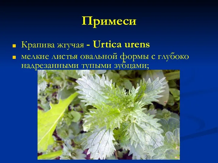 Примеси Крапива жгучая - Urtica urens мелкие листья овальной формы с глубоко надрезанными тупыми зубцами;