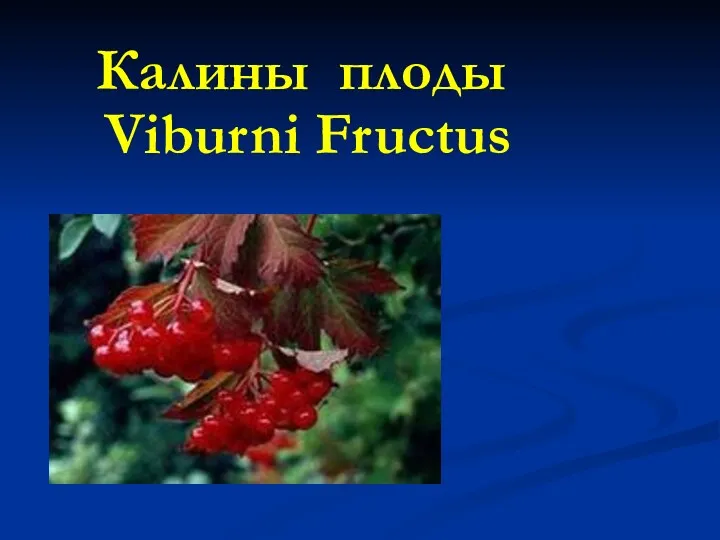 Калины плоды Viburni Fructus