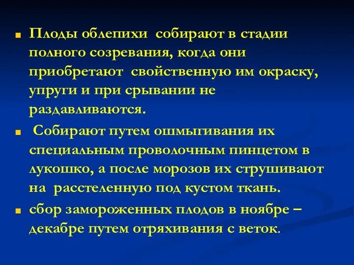 Плоды облепихи собирают в стадии полного созревания, когда они приобретают