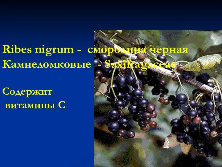 Ribes nigrum - смородина черная Камнеломковые - Saxifragaceae Содержит витамины С