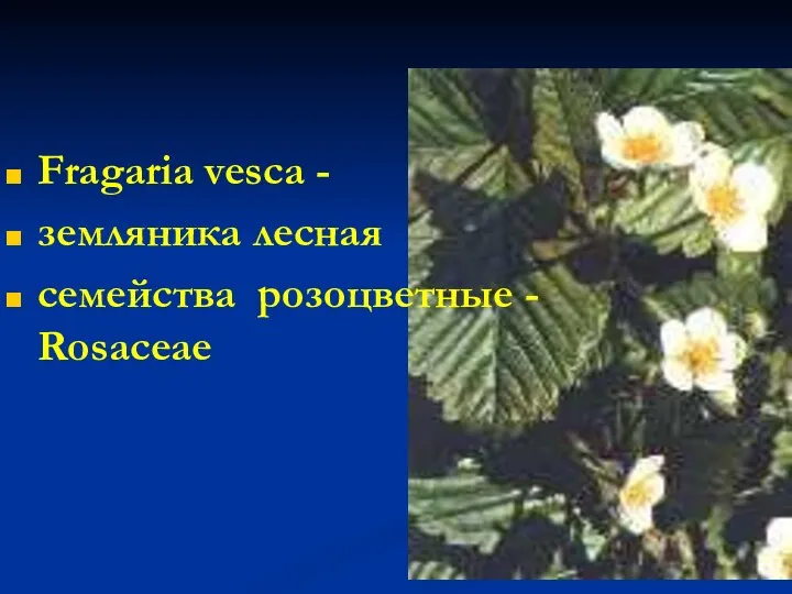Fragaria vesca - земляника лесная семейства розоцветные - Rosaceae