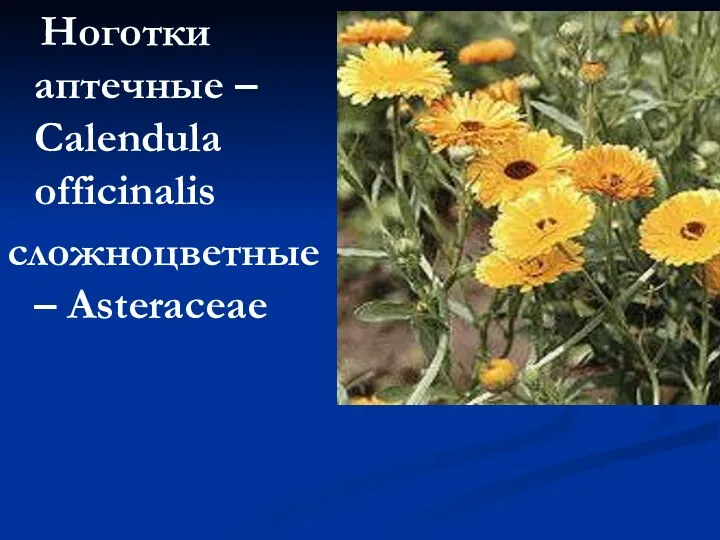 Ноготки аптечные – Calendula officinalis сложноцветные – Asteraceae