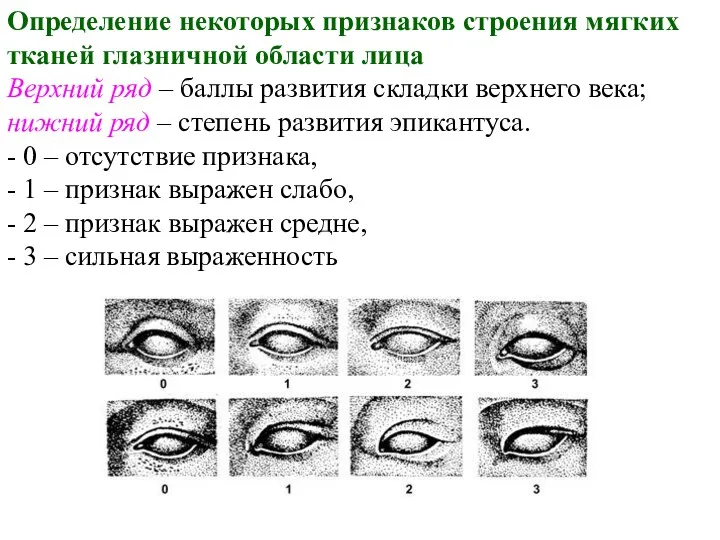 Определение некоторых признаков строения мягких тканей глазничной области лица Верхний