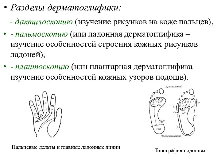 Разделы дерматоглифики: - дактилоскопию (изучение рисунков на коже пальцев), - пальмоскопию (или ладонная