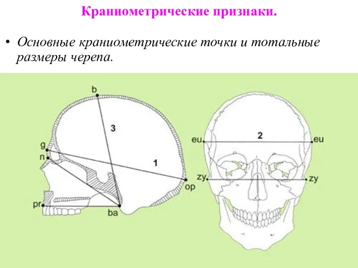 Краниометрические признаки. Основные краниометрические точки и тотальные размеры черепа.