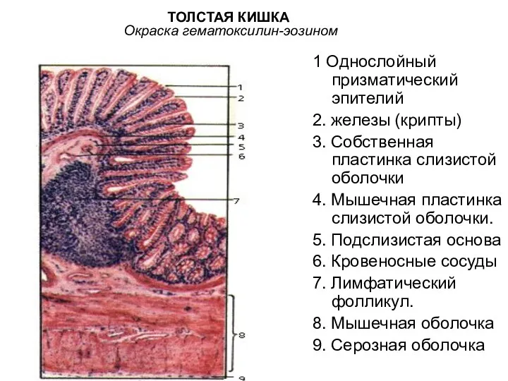 ТОЛСТАЯ КИШКА Окраска гематоксилин-эозином 1 Однослойный призматический эпителий 2. железы