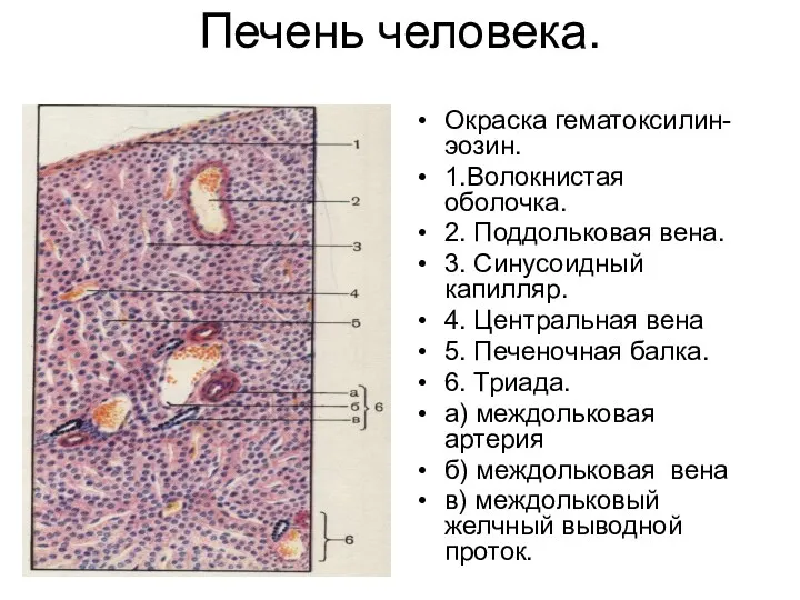 Печень человека. Окраска гематоксилин-эозин. 1.Волокнистая оболочка. 2. Поддольковая вена. 3.