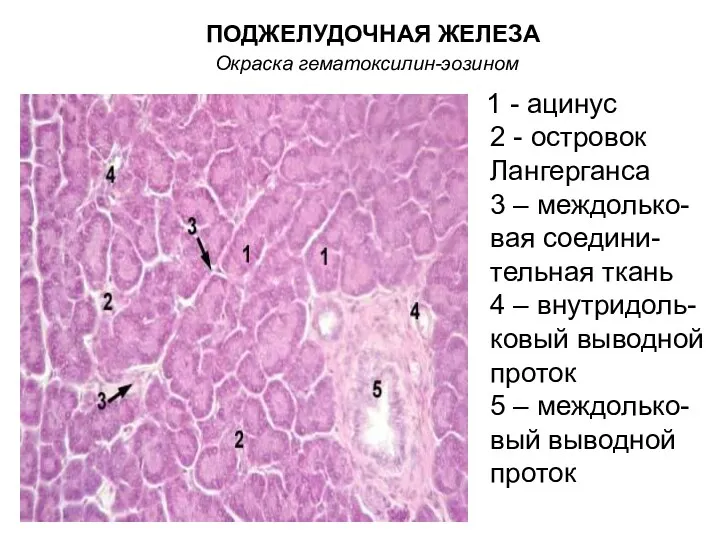 ПОДЖЕЛУДОЧНАЯ ЖЕЛЕЗА Окраска гематоксилин-эозином 1 - ацинус 2 - островок