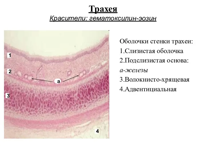 Трахея Красители: гематоксилин-эозин Оболочки стенки трахеи: 1.Слизистая оболочка 2.Подслизистая основа: